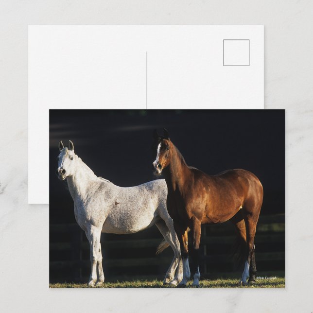 Carte Postale Bob Langrish | Deux Marais Arabes Se Trouvant Sous (Devant / Derrière)