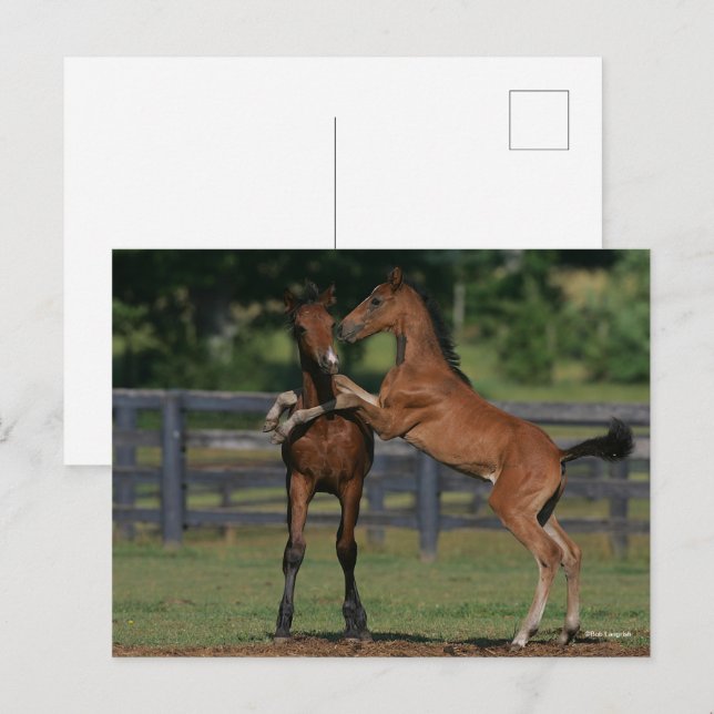 Carte Postale Bob Langrish | Deux poulains Morgan jouent (Devant / Derrière)