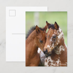 Carte Postale Bob Langrish   Deux Rencontres d'Appaloosa Foies