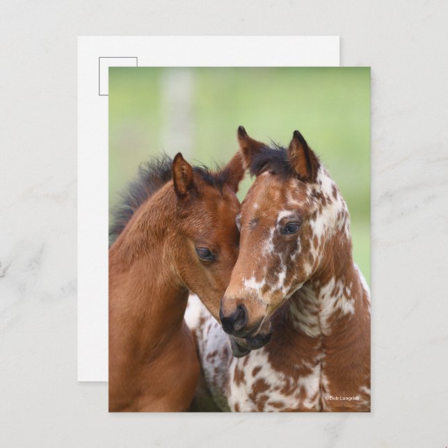 Carte Postale Bob Langrish | Deux Rencontres d'Appaloosa Foies (Devant / Derrière)