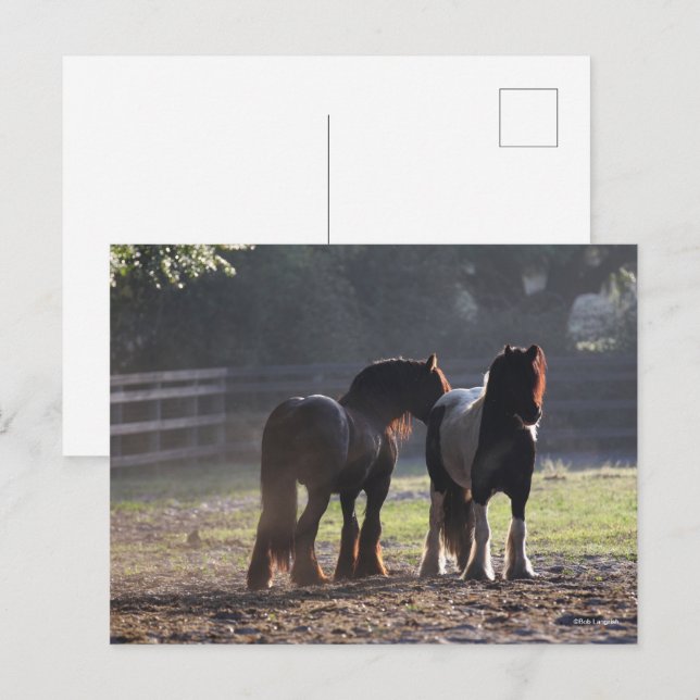 Carte Postale Bob Langrish | Deux Vannières Tsiganes En Champ Ré (Devant / Derrière)