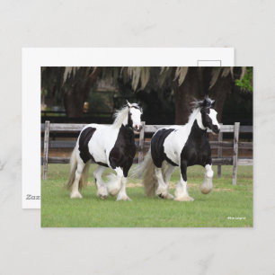 Carte Postale Bob Langrish   Deux vannières tziganes noires et b