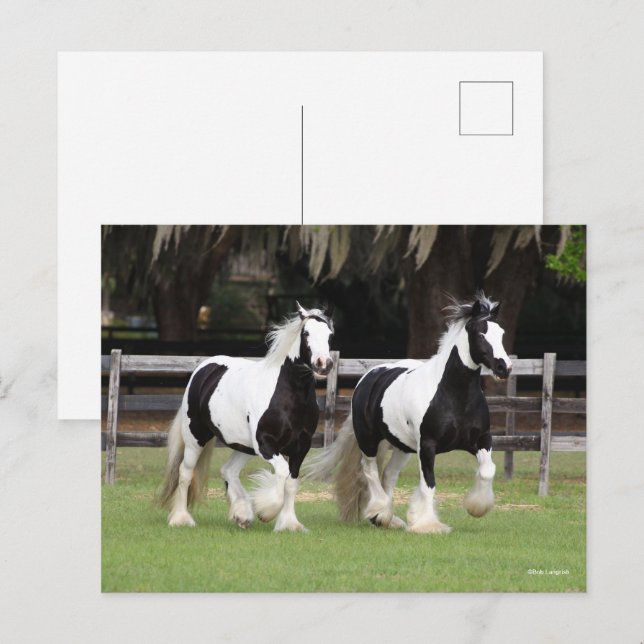 Carte Postale Bob Langrish | Deux vannières tziganes noires et b (Devant / Derrière)