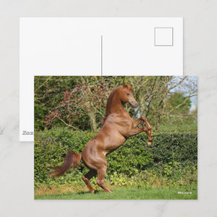 Carte Postale Bob Langrish Élevage d'étalons arabes en châtaig