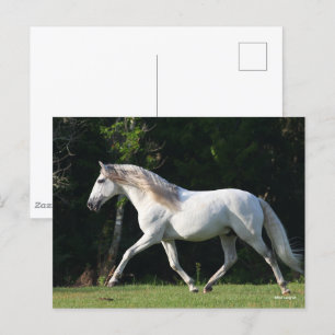 Carte Postale Bob Langrish   Étalon gris lusitanien