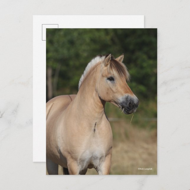 Carte Postale Bob Langrish | Fjord Horse Standing Headshot (Devant / Derrière)