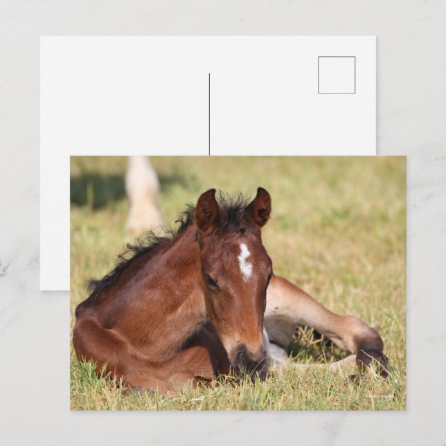 Carte Postale Bob Langrish | Foie Chaud Qui S'Allonge Dans L'Her (Devant / Derrière)