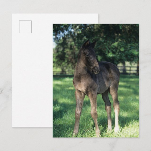 Carte Postale Bob Langrish | Foie Roulé À Thoroughbred En Champ (Devant / Derrière)