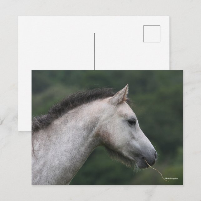 Carte Postale Bob Langrish | Gallois Section A Capture D'Écran P (Devant / Derrière)