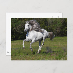 Carte Postale Bob Langrish   Gray Andalucian Stallion Courir