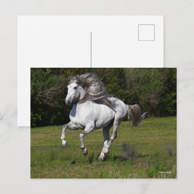 Carte Postale Bob Langrish | Gray Andalucian Stallion Courir (Devant / Derrière)