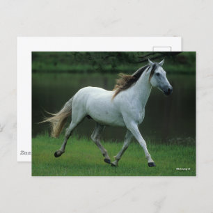 Carte Postale Bob Langrish Gray Andalucian Stallion Courir