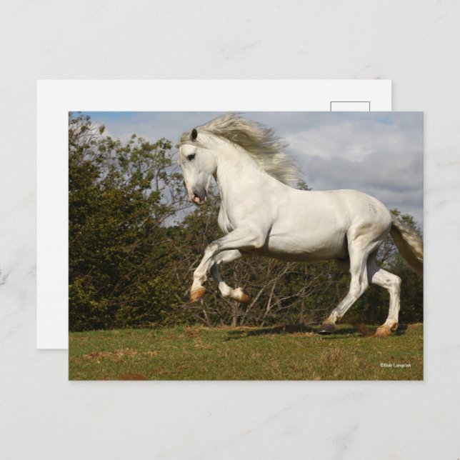 Carte Postale Bob Langrish | Gray Andalucian Stallion Leaping (Devant / Derrière)