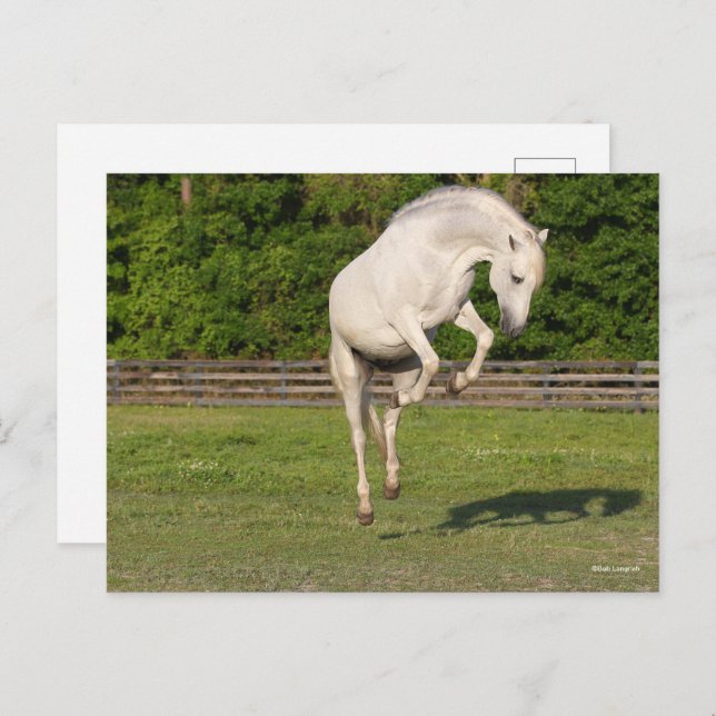 Carte Postale Bob Langrish | Gray Andalucian Stallion Leaping (Devant / Derrière)