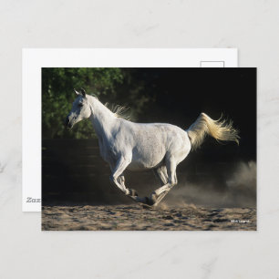 Carte Postale Bob Langrish Gray Arab Mare Running