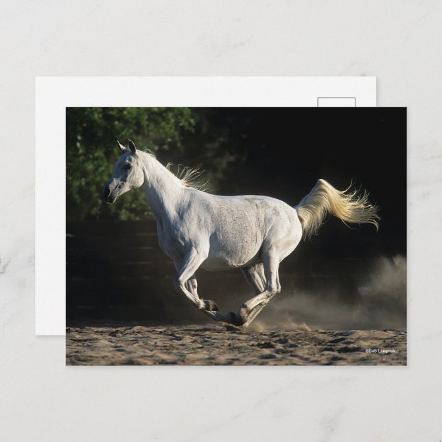 Carte Postale Bob Langrish | Gray Arab Mare Running (Devant / Derrière)