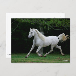 Carte Postale Bob Langrish Gray Arab Running