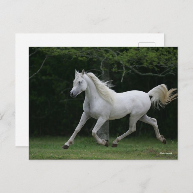 Carte Postale Bob Langrish | Gray Arab Running (Devant / Derrière)