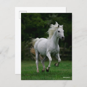 Carte Postale Bob Langrish   Gray Arab Running