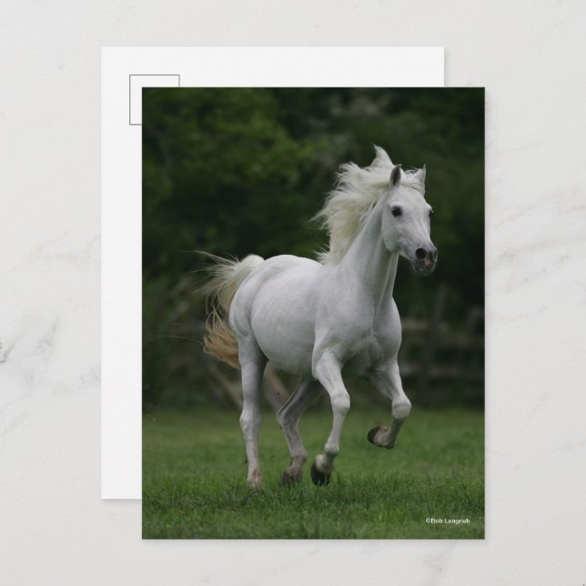 Carte Postale Bob Langrish | Gray Arab Running (Devant / Derrière)