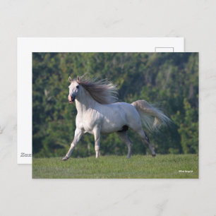 Carte Postale Bob Langrish Gray Lusitano Stallion en marche