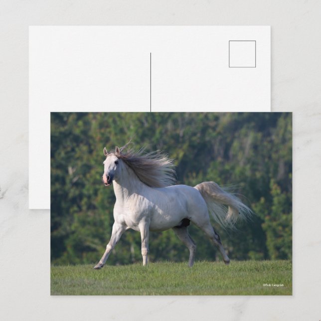 Carte Postale Bob Langrish | Gray Lusitano Stallion en marche (Devant / Derrière)