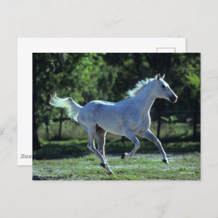 Carte Postale Bob Langrish Gray Thoroughbred Stallion Running