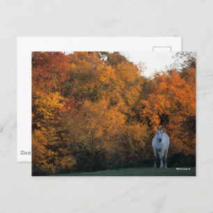 Carte Postale Bob Langrish Gray Warmblood Horloge debout Automne