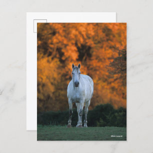 Carte Postale Bob Langrish   Gray Warmblood Standing Automne