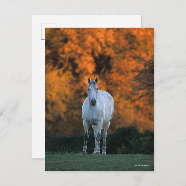 Carte Postale Bob Langrish | Gray Warmblood Standing Automne (Devant / Derrière)