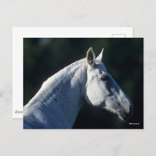 Carte Postale Bob Langrish   Gray Warmblood Standing Headshot