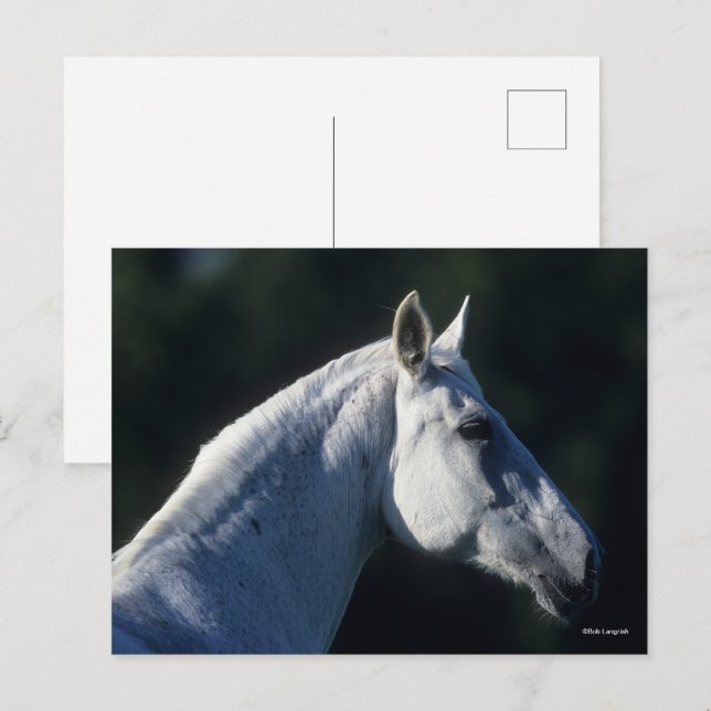 Carte Postale Bob Langrish | Gray Warmblood Standing Headshot (Devant / Derrière)
