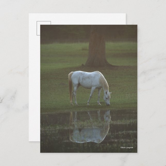 Carte Postale Bob Langrish | Grey Arab Grazing Water Reflection (Devant / Derrière)