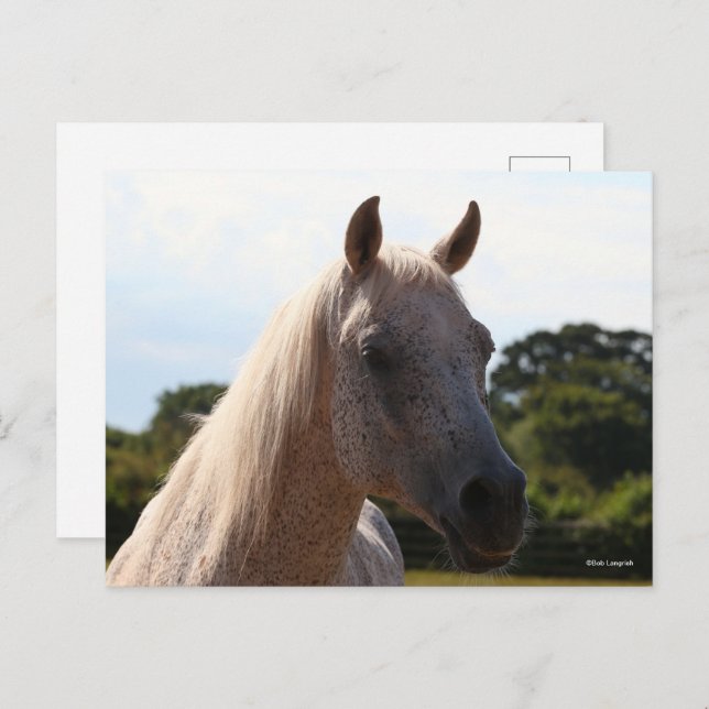 Carte Postale Bob Langrish | Grey Arab Stallion Headshot Backlit (Devant / Derrière)