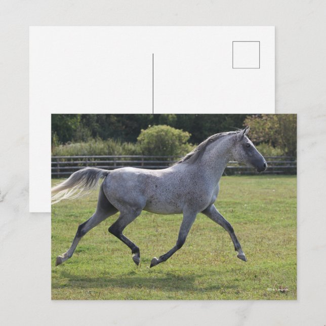 Carte Postale Bob Langrish | Grey Arab Stallion Running Backlit (Devant / Derrière)