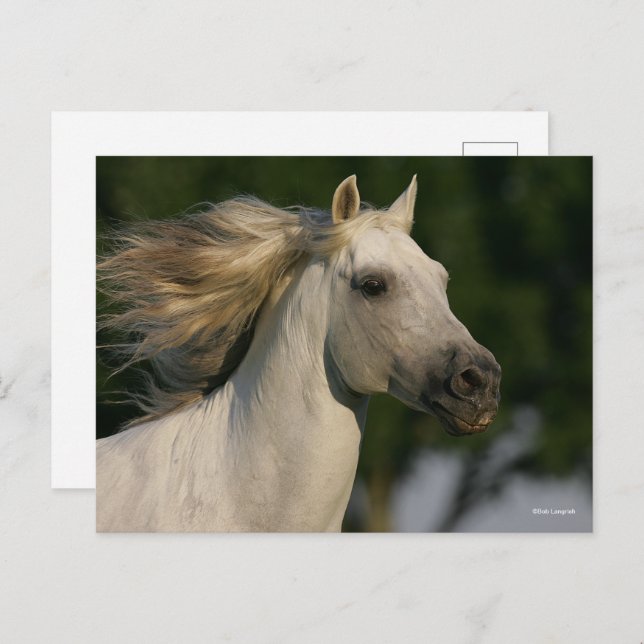 Carte Postale Bob Langrish Grey Casque andalou Mane Flow (Devant / Derrière)