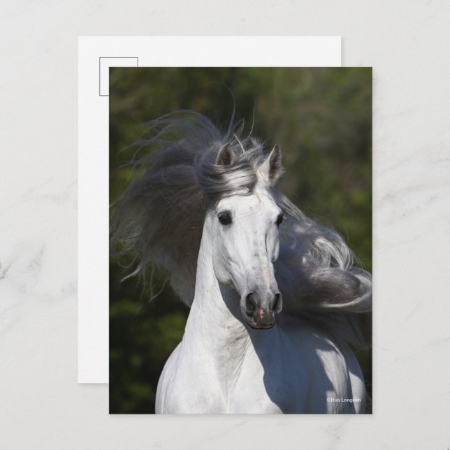 Carte Postale Bob Langrish Grey Casquette andalouse Mane Flown (Devant / Derrière)