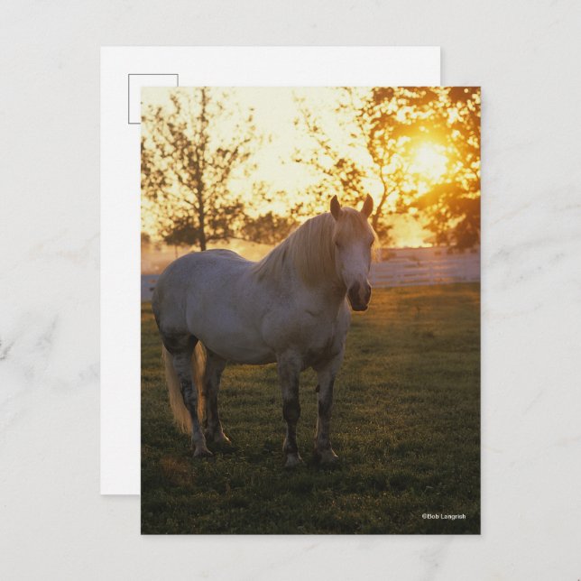 Carte Postale Bob Langrish | Grey Percheron Standing In Sunset (Devant / Derrière)