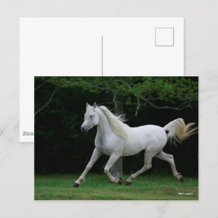 Carte Postale Bob Langrish   Gris Arabe en Course