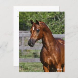 Carte Postale Bob Langrish Gros plan arabe Stallion debout