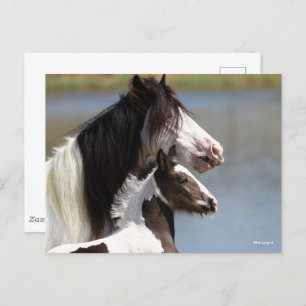Carte Postale Bob Langrish   Gypsy Vanner Mare and Foal Headshot