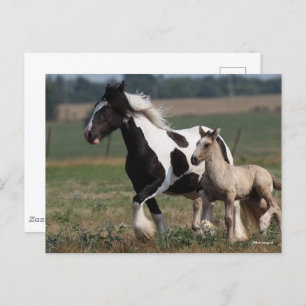 Carte Postale Bob Langrish   Gypsy Vanner Mare and Foal Running