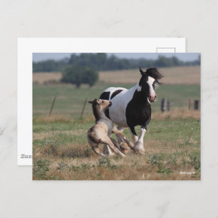Carte Postale Bob Langrish   Gypsy Vanner Mare et Foie