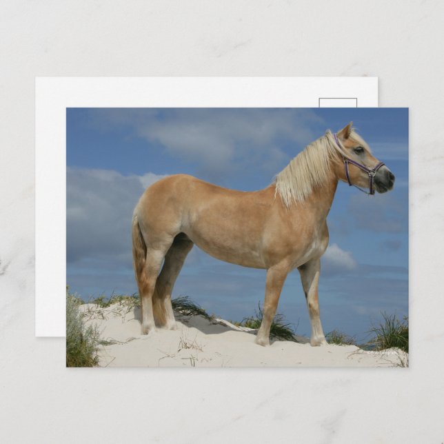 Carte Postale Bob Langrish | Haflinger Debout Sur La Plage (Devant / Derrière)