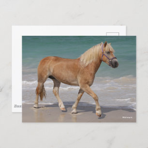 Carte Postale Bob Langrish   Haflinger Marcher Sur La Plage