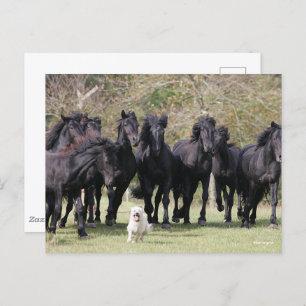 Carte Postale Bob Langrish   Herd Black Meren Cheval et Chien