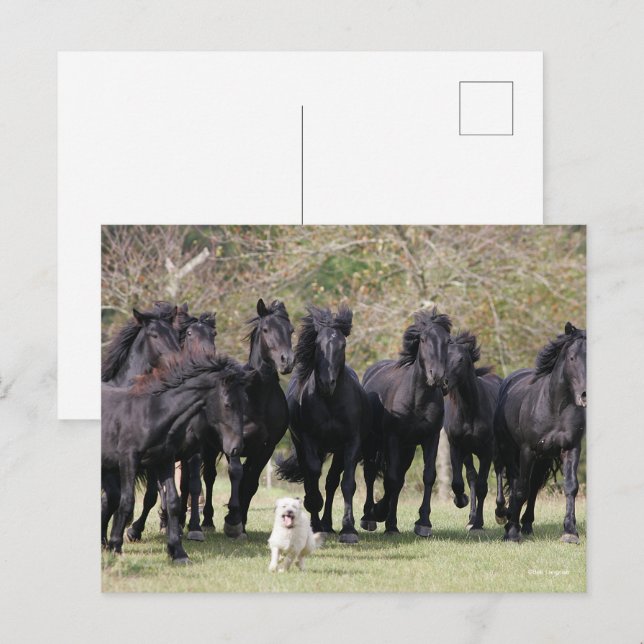 Carte Postale Bob Langrish | Herd Black Meren Cheval et Chien (Devant / Derrière)