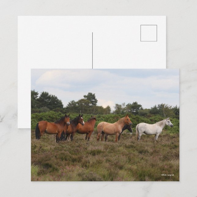 Carte Postale Bob Langrish | Herd New Forest Poney debout (Devant / Derrière)