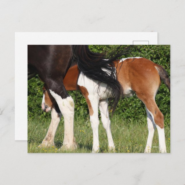 Carte Postale Bob Langrish | Irish Sport Horse Foin Cachage (Devant / Derrière)