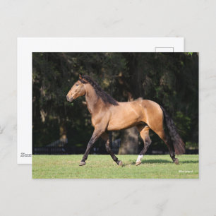 Carte Postale Bob Langrish Light Bay Lusitano Running